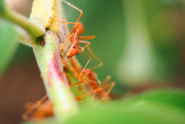 Fire ant on the plant