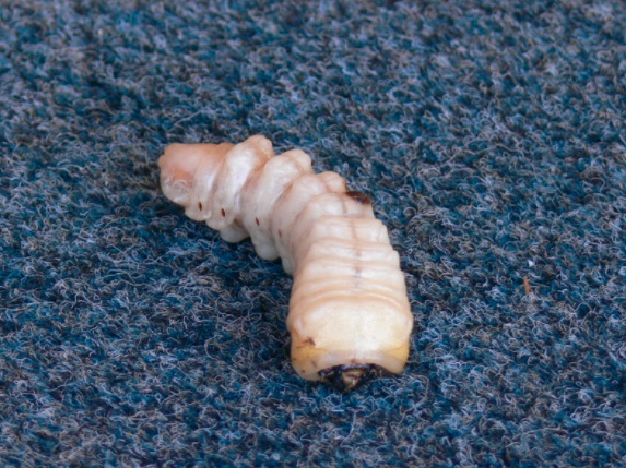 grub on the ground