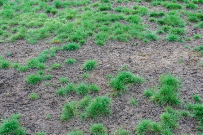 Lawn with disease and unhealthy soil