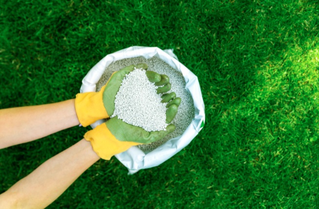 hands holding fertilizer for the lawn