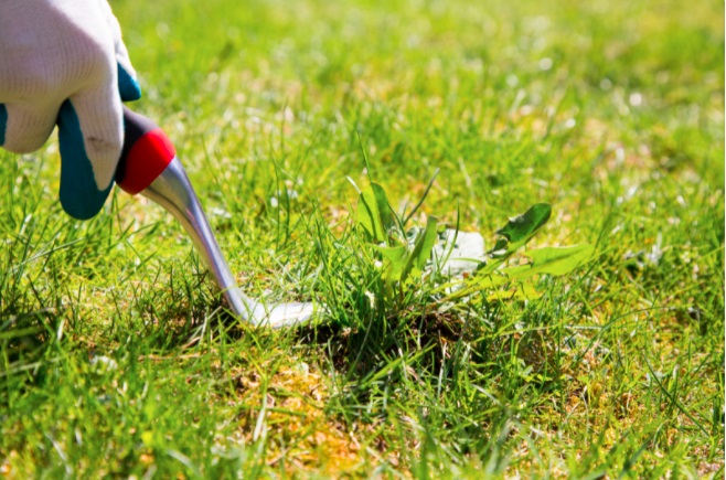 removing weed from the grass